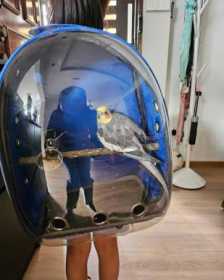 Lost Cockatiel