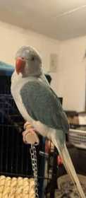 Lost Indian Ringneck Parakeet