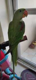 Lost Alexandrine