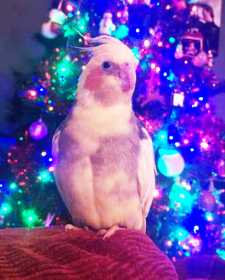 Lost Cockatiel