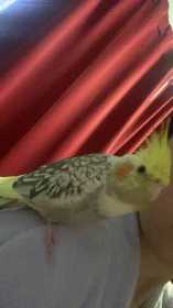Lost Cockatiel