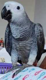 Lost African Grey