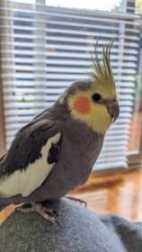Lost Cockatiel