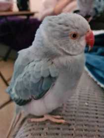 Lost Indian Ringneck Parakeet