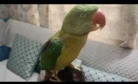 Lost Alexandrine