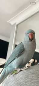 Lost Indian Ringneck Parakeet