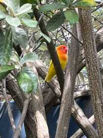 Lost Lovebird
