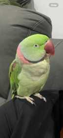 Lost Alexandrine