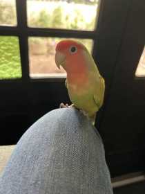 Lost Lovebird