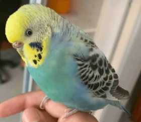Lost Budgerigar