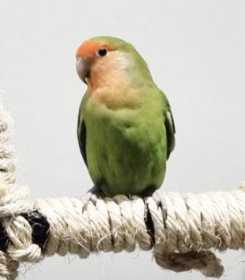 Lost Lovebird