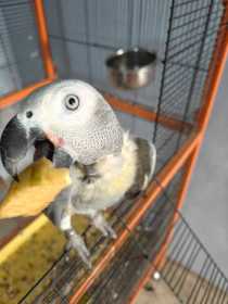 Lost African Grey