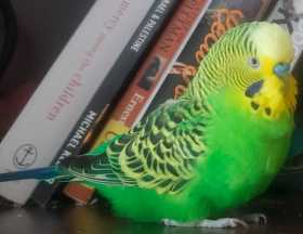 Lost Budgerigar