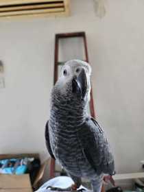 Lost African Grey