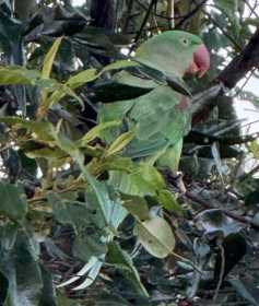 Lost Alexandrine