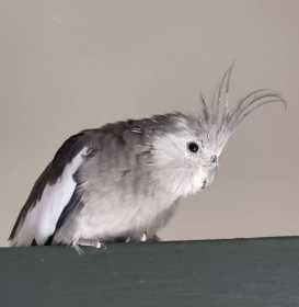 Lost Cockatiel