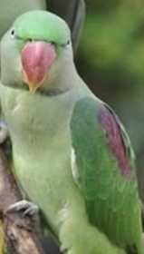 Lost Alexandrine