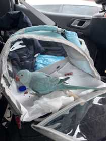Lost Indian Ringneck Parakeet