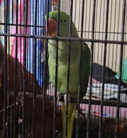 Lost Indian Ringneck Parakeet