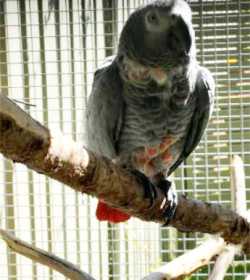 Lost African Grey