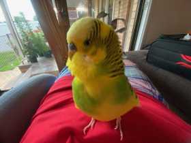 Lost Budgerigar