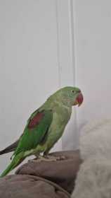 Lost Alexandrine