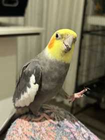 Lost Cockatiel
