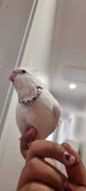 Lost Cockatiel