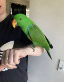 Lost Eclectus