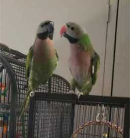 Lost Mustached / Moustached Parakeet