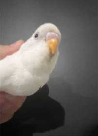 Lost Budgerigar