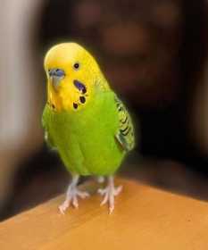 Lost Budgerigar