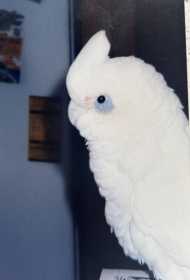Lost Corella Cockatoo