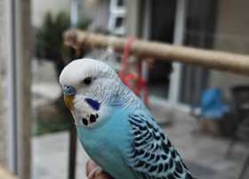 Lost Budgerigar