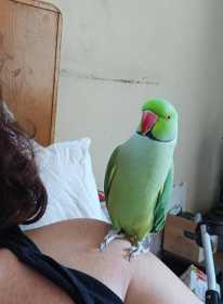 Lost Rose Ringed Parakeet