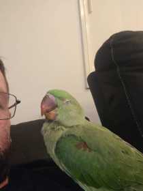 Lost Alexandrine