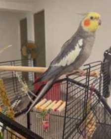 Lost Cockatiel