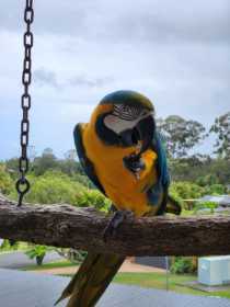 Lost Macaw