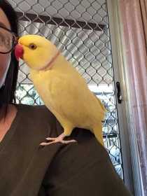 Lost Indian Ringneck Parakeet