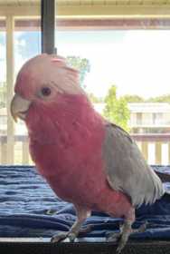 Lost Galah Cockatoo