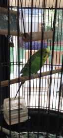 Lost Budgerigar