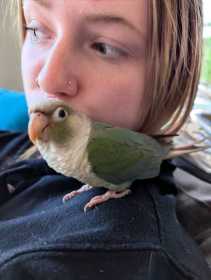 Lost Conure