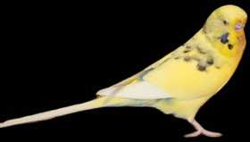 Lost Budgerigar