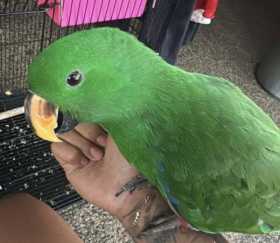 Lost Eclectus