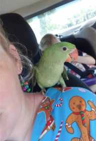 Lost Alexandrine