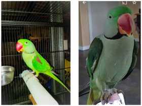 Lost Alexandrine