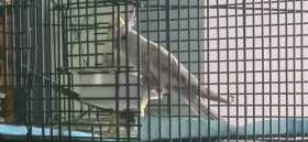 Lost Cockatiel