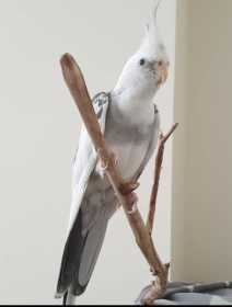 Lost Cockatiel