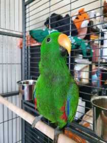 Lost Eclectus