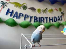 Lost Budgerigar